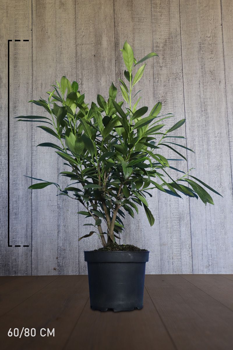 Laurier 'Caucasica' Pot 60-80 cm